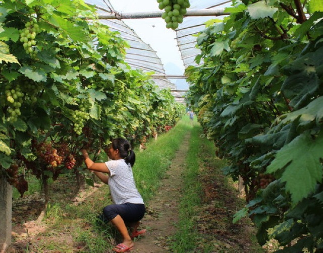 广西荔浦:双江镇农民种植提子收获好效益