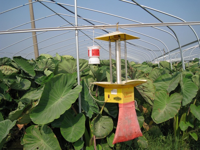 ���������ش���������ɫֲ������