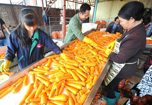 9��13�գ��ӱ������ش�������ܲ������г��Ĺ�������ˮ������ϴ���ܲ�