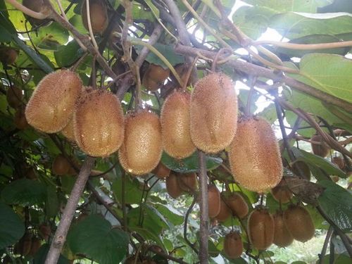 湖北远安:猕猴桃丰收在即