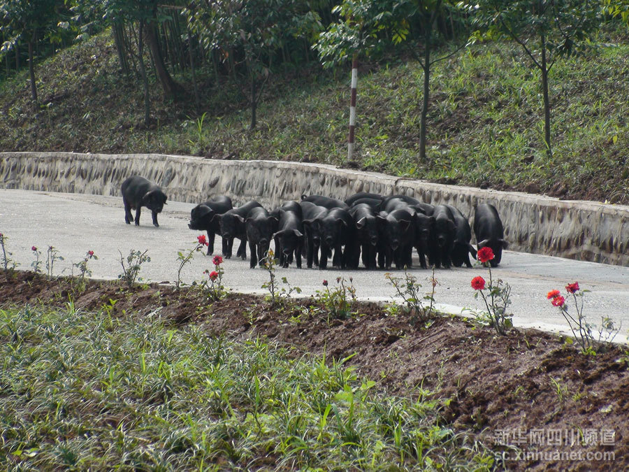 “黑猪王”邓勇:一个四川农村娃与他的富农强农梦