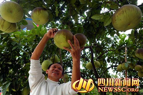 四川广安华蓥市庭院经济助农增收