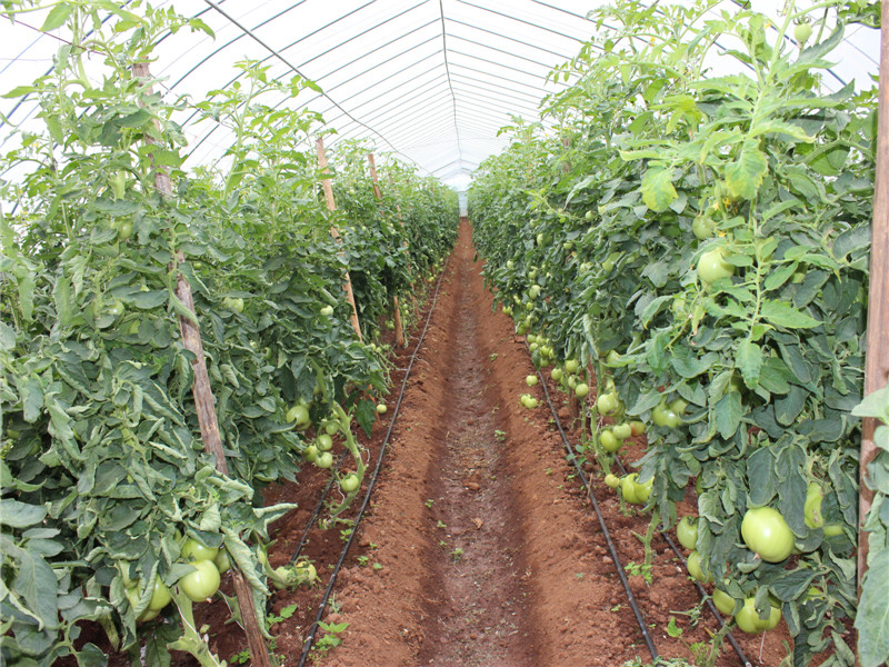 云南丽江市古城区漾西蔬菜基地现代农业设施显威力