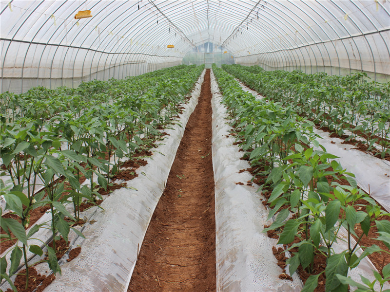 云南丽江市古城区漾西蔬菜基地现代农业设施显威力2