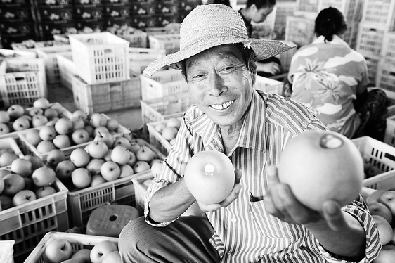 果农对鲜梨进行分级包装