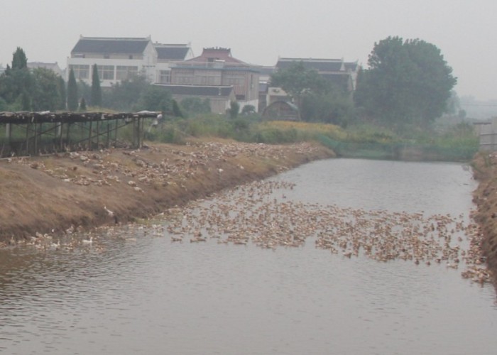 时近中秋 江苏如皋市稻田鸭子正抢手