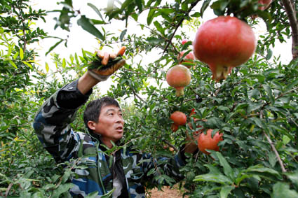 安徽淮北市:石榴红了