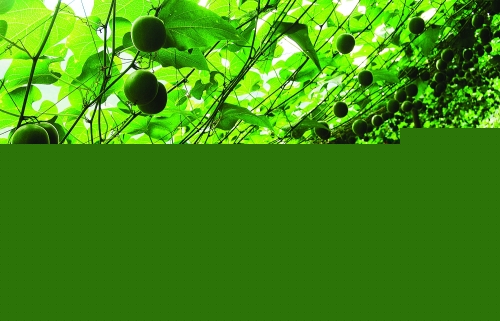 广西永福:“富硒”成长寿之乡新标签