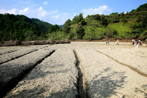 刘昌学开辟种植的百合基地