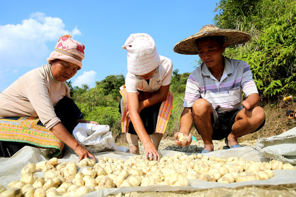 刘昌学(右一)和村民一起选百合种子