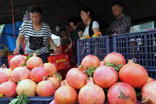9月20日,在枣庄市峄城区石榴园,游客在选购石榴