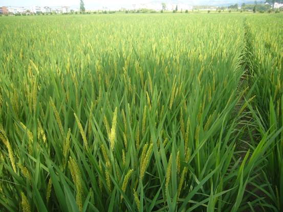 �㽭�������������˫������ȫ�氲ȫ����