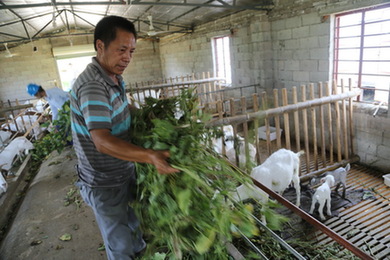 “羊倌”冯春浙电网升级路上的致富梦1