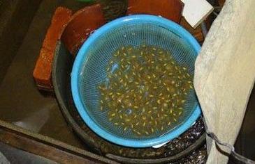 安徽安庆岳西大鲵仿生态繁殖喜获成功