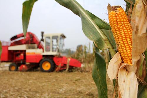 9月23日,一台收割机在山东省枣庄市山亭区的农田里作业