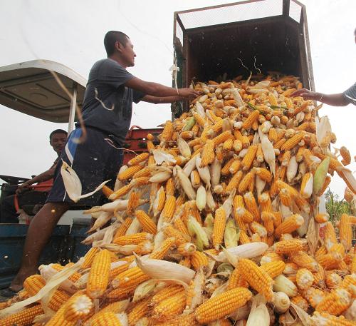 9月23日,一台收割机在山东省临沂市郯城县郯城街道西赵村田间抢收玉米