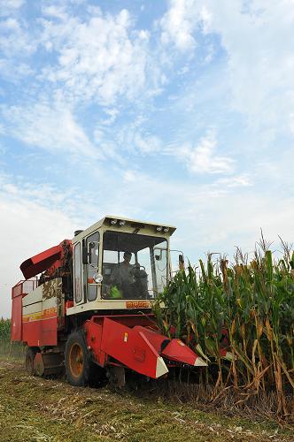9月23日,一台收割机在山东省青州市经济开发区孟古村农田里收割玉米