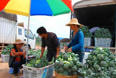 云南玉溪小石桥青花收成好价格优