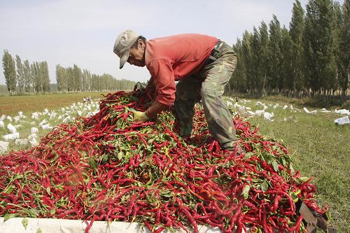 9月23日,新疆生产建设兵团第二师二十一团职工在采收辣椒