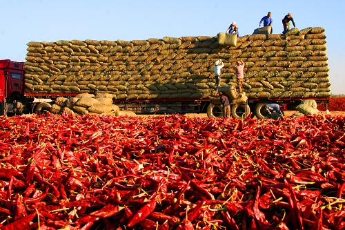 9月23日,新疆生产建设兵团第二师二十一团职工将优质辣椒装车