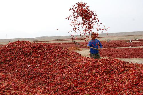 9月23日,新疆生产建设兵团第二师二十一团职工在采收辣椒