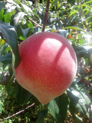 ���ϣ�����ѩ����»Ȱ�����ֳɹ�