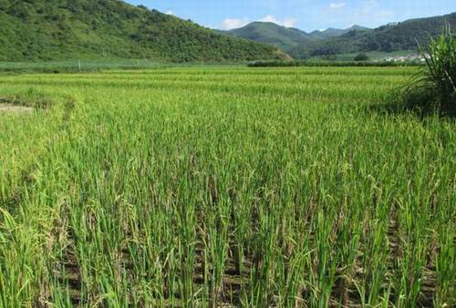 云南富宁县那能乡再生稻小面积大意义