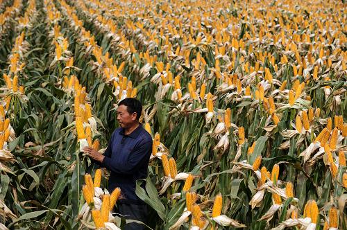 925գںʡлذ׵һλũժ