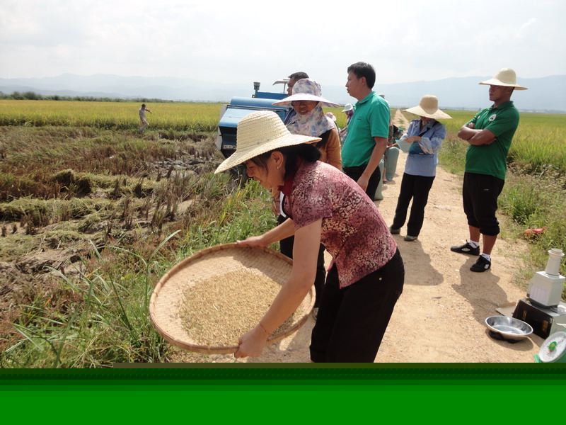 云南勐海县勐遮举行水稻机插秧及测土配方施肥测产