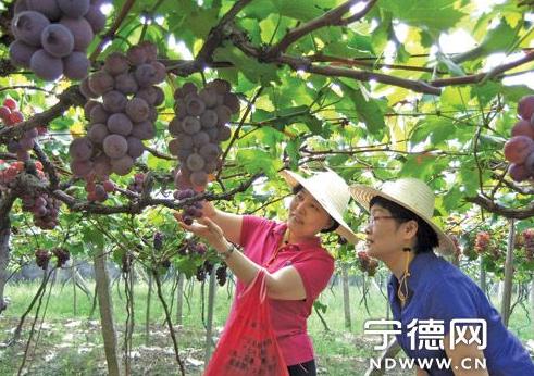 福建巨峰葡萄“穿衣戴帽”住大棚“珠圆玉润”