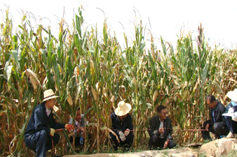 甘肃白银市平川区对玉米高产创建万亩示范片进行田间自测