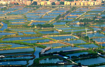 广东中山改良桑基鱼塘 桑枝甲鱼引领健康