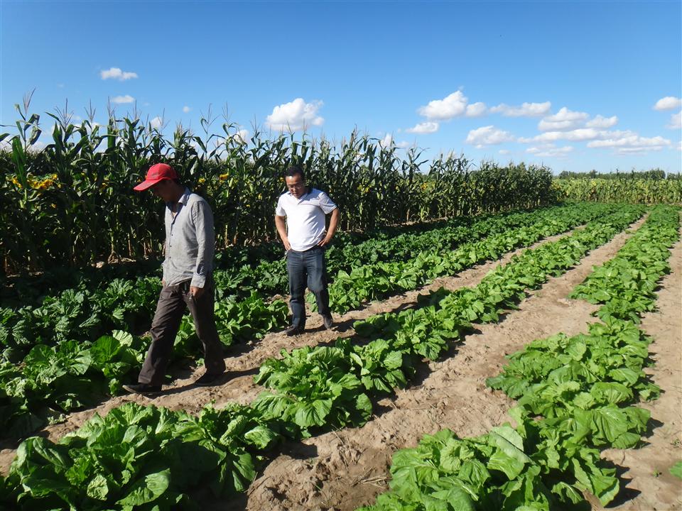 内蒙古五原县冬小麦麦后复种 向日葵、白菜、西瓜长势喜人