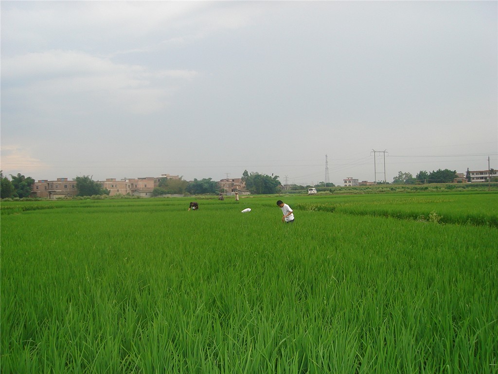 广西贵港港南区:及时做好台风过后晚稻病虫害防治工作
