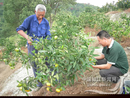 浙江台州椒江区柑橘新品种“大分一号”供不应求