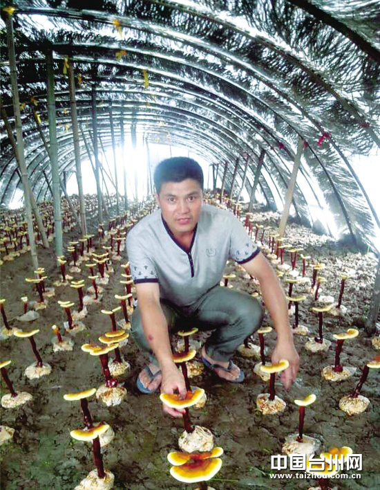 首次种植灵芝便获丰收 种植户愿以低价分享成果