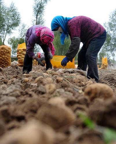 9月29日,甘肃山丹县花寨子乡农民在收获马铃薯