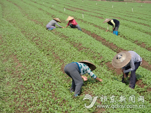 ίίسԪ򶽲춬ͼ2