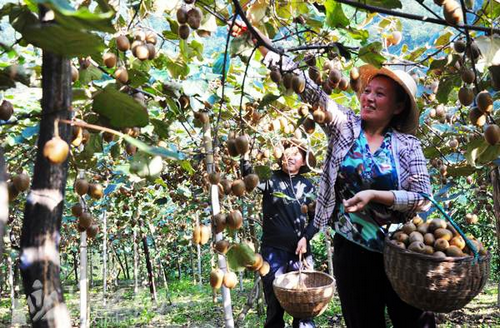 湖北巴东野生猕猴桃获丰收 客户登门采购