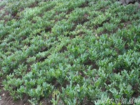 ����ɽ���������ħ���ҵ������Ч