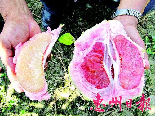 揭阳果农陈锡存扎根博罗20年种柚子