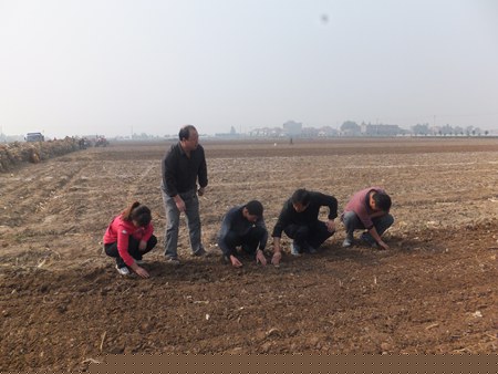 陕西陈仓:落实关键技术措施 种足种好小麦高产创建田(图:1)