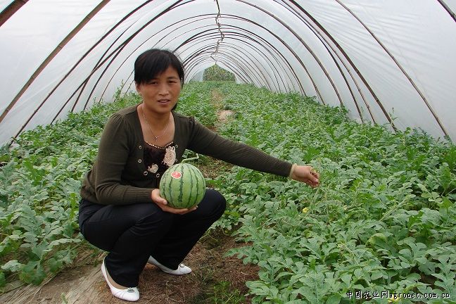 安徽临泉李志玲:引领村民奔富路