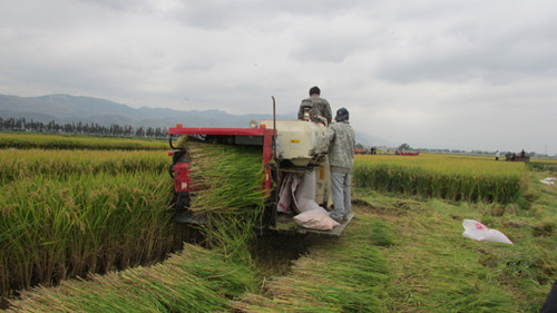 云南陆良县水稻喜获丰收,机收比例增加