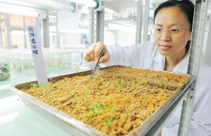 “神十”搭载的“飞天种子”海南露嫩芽 结果需10年