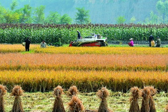 ����¤���䶼���ǹ���������Ⱥ��������ˮ��