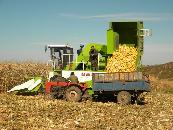 黑龙江林口县刁翎镇集中全力抢收粮食