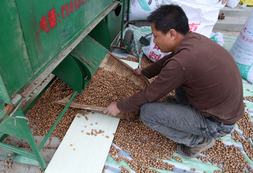 内蒙古扎兰屯市“包山榛子”丰收 农户笑逐颜开