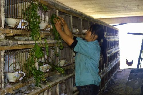 重庆石柱桥头镇留守妇女因地制宜养殖长毛兔走致富路