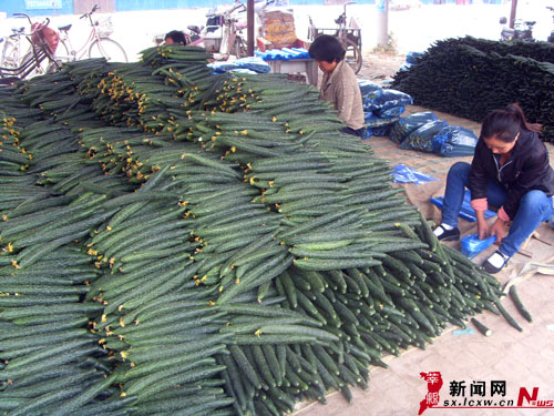 山东莘县十八里铺镇黄瓜喜丰收